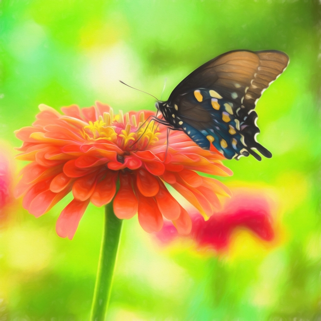 pipevine-butterfly-painting